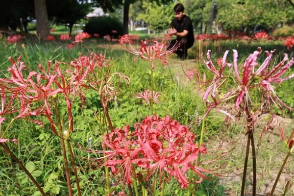 水稻二化螟的防治方法，秋收后的稻茬要将其集中销毁