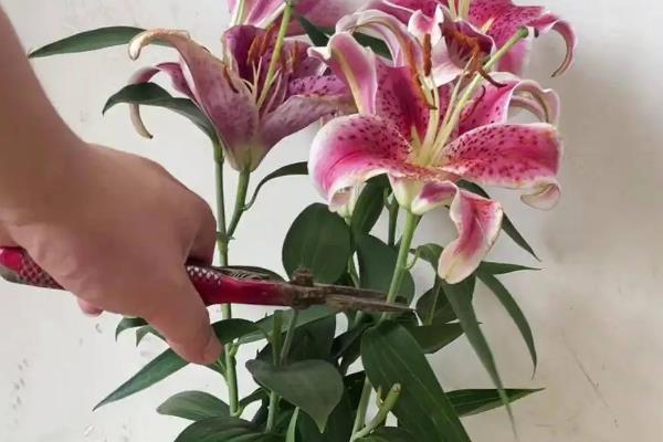 水稻二化螟的防治方法，秋收后的稻茬要将其集中销毁