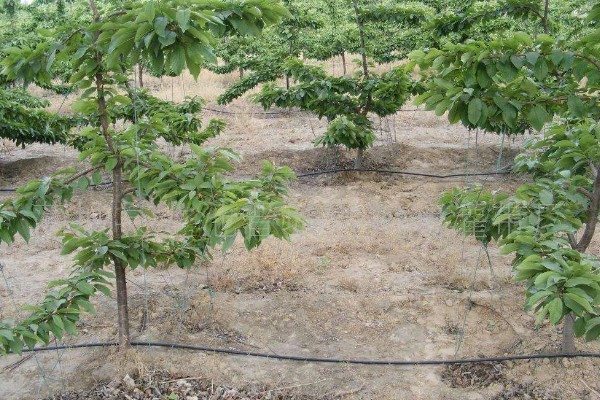 辉煌大樱桃的品种介绍，有布鲁克斯、鲁樱3号等