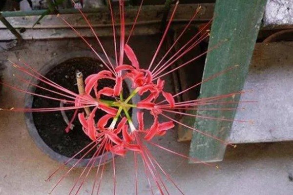 辉煌大樱桃的品种介绍，有布鲁克斯、鲁樱3号等