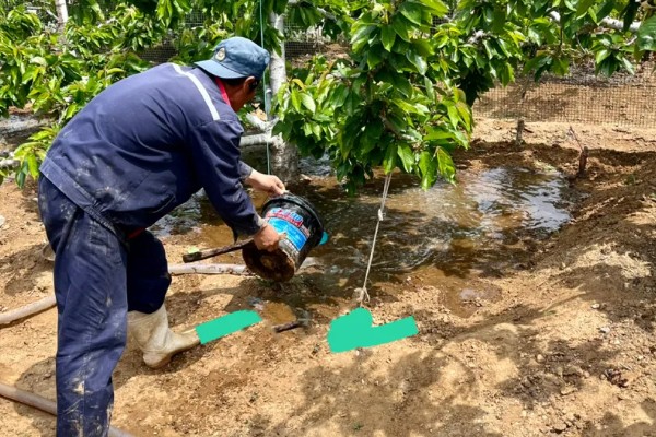 辉煌大樱桃的品种介绍，有布鲁克斯、鲁樱3号等