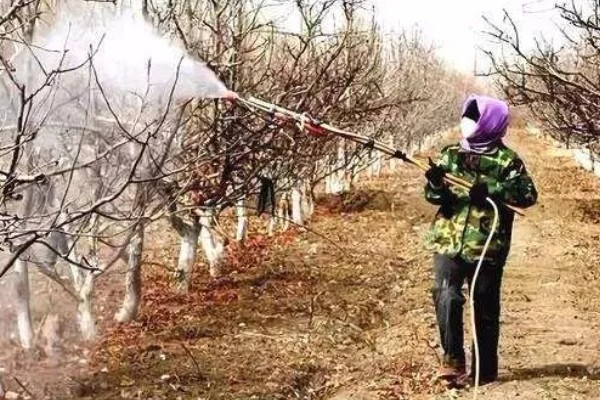 辉煌大樱桃的品种介绍，有布鲁克斯、鲁樱3号等