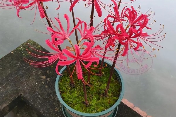 丰年虾如何养殖，养殖用水均为沙滤井过滤海水