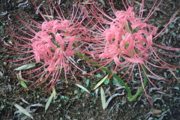 百合花的种植方法，生长期每周要转动花盆一次