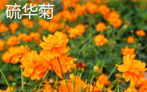 黄花菜春季管理方法：适时追施催芽肥，以氮钾肥为主