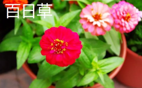 茶叶水能否浇花，放置1-2天后使用更佳