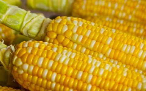 中信稻9号水稻品种的特性及普通粳稻品种介绍