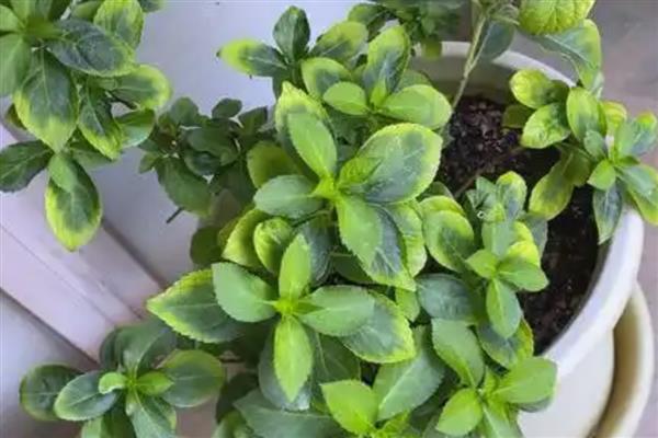 沃豆50大豆种子介绍，普通大豆品种