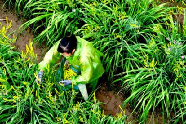 黄花菜什么时候采收，一般品种适宜在每天凌晨采收