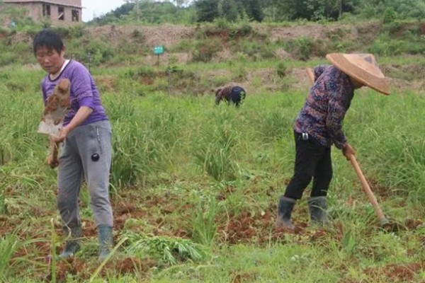 黄花菜什么时候采收，一般品种适宜在每天凌晨采收
