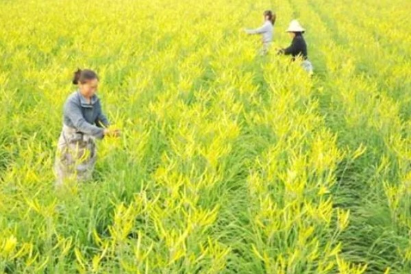黄花菜什么时候采收，一般品种适宜在每天凌晨采收