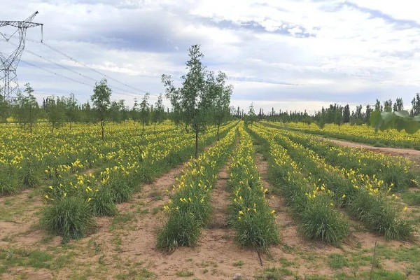 黄花菜什么时候采收，一般品种适宜在每天凌晨采收