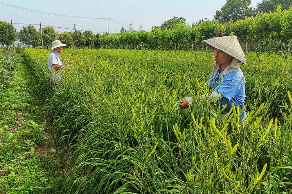 露地播种的花卉有哪些，常见的有向日葵、朱瑾等