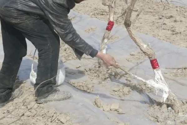 果树腐烂病危害特征，发病初期病部呈红褐色