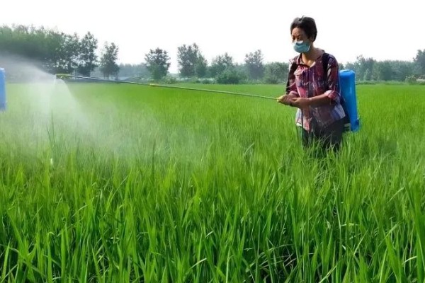 龙须树叶子发黄的原因及防治方法，可能是阳光直射过强所致