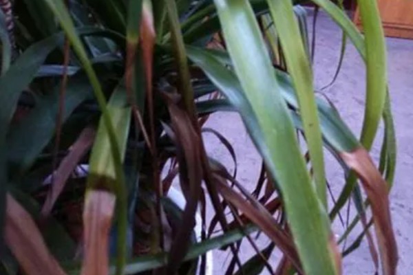 仙客来花谢了如何处理，花谢了需要每天浇一次水