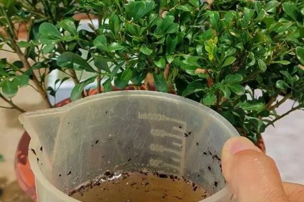 水稻的用药时期，可在秧田期、分蘖期和抽穗期用药