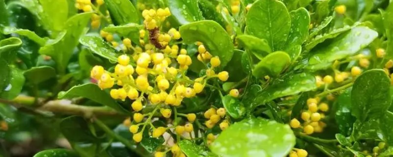 米兰花如何施肥，每开完一次花应抓紧补充养分