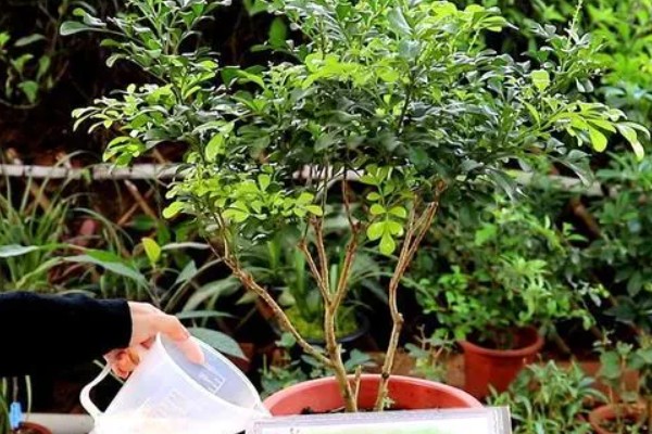 米兰花如何施肥，每开完一次花应抓紧补充养分