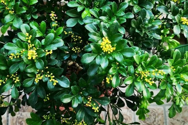 米兰花如何施肥，每开完一次花应抓紧补充养分
