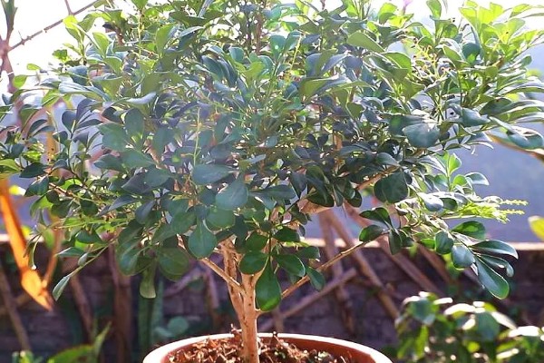 米兰花如何施肥，每开完一次花应抓紧补充养分