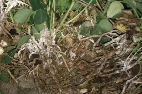 花生烂种缺苗的原因，可能是种子质量有问题