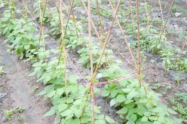 生姜的种植时间，在每年的4-5月份种植