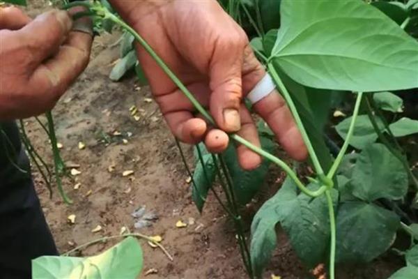 生姜的种植时间，在每年的4-5月份种植