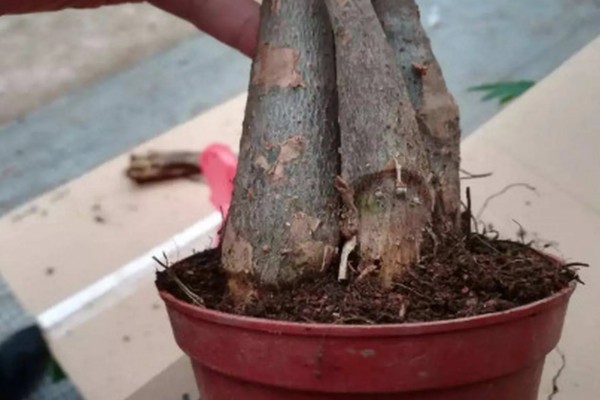生姜的种植时间，在每年的4-5月份种植