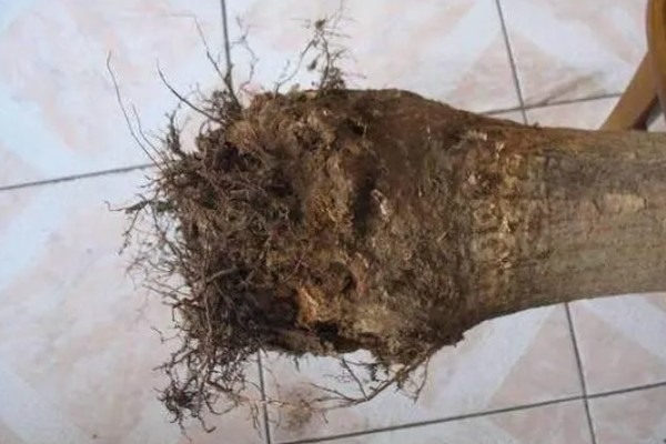 生姜的种植时间，在每年的4-5月份种植