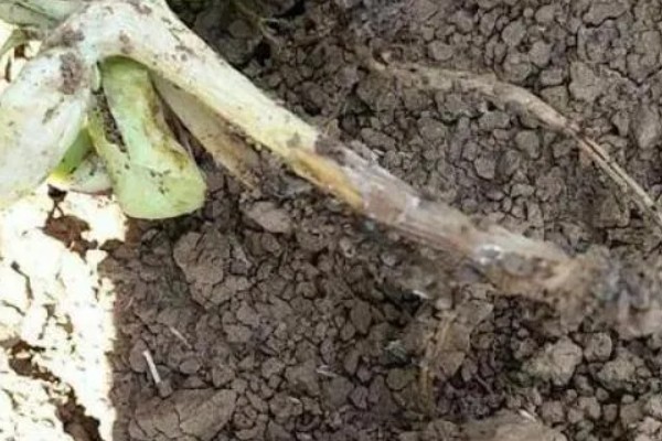 植物被冻死还有没有救，根系正常的话一般能存活