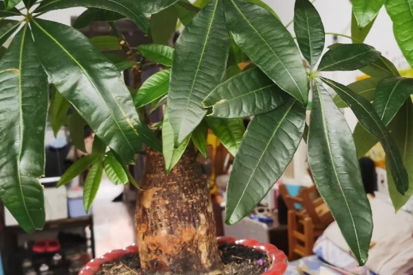 猪非瘟的潜伏期，潜伏期为4-16天左右