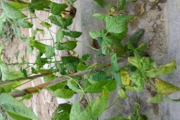 牧草种子的播种期，春夏秋季均可播种