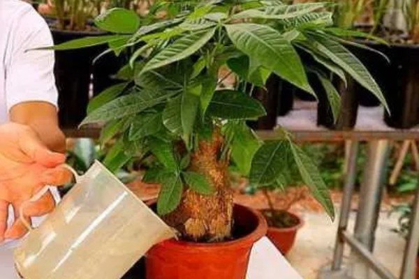 长鼻螺简介，是常见的海洋螺类