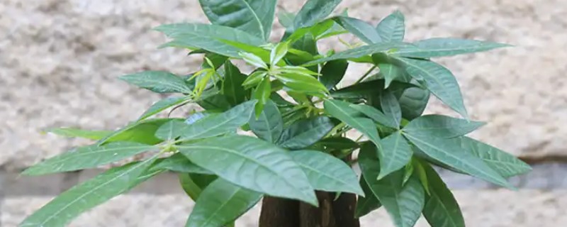 百花蜜和单花蜜的区别，采蜜的种类不同