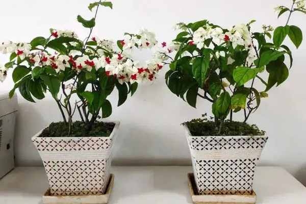 为什么龙吐珠不开花，可能是枝叶过密所致