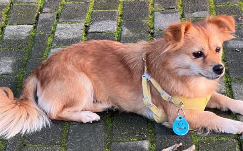 狗狗乳头有液体溢出如何治疗，可口服药物或手术处理