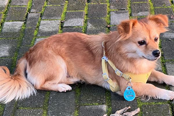 狗狗乳头有液体溢出怎么治疗，可口服药物或手术治疗