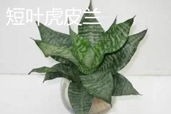 狗狗乳头有液体溢出怎么治疗，可口服药物或手术治疗