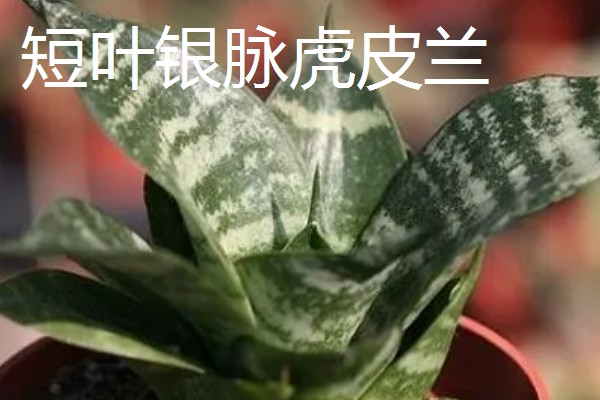 狗狗乳头有液体溢出怎么治疗，可口服药物或手术治疗