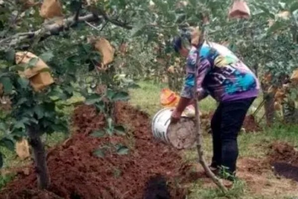 鲳鱼的人工养殖方法，放苗前使用食盐溶浸洗鱼体