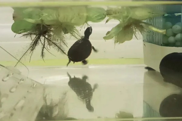 朱顶红开花的寓意是什么，寓意鸿运当头