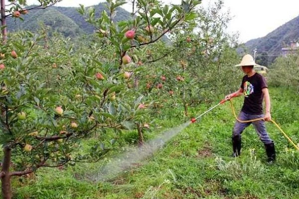 圆澳龟吃什么，可以吃蠕虫、小鱼、小虾等
