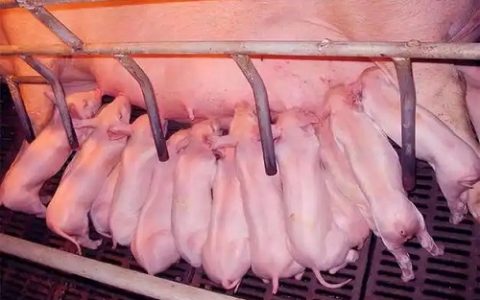 乌龟如何安全过冬？冬季养护全攻略