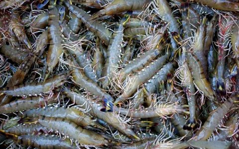 秋季肉羊育肥要抓关键时期和科学管理