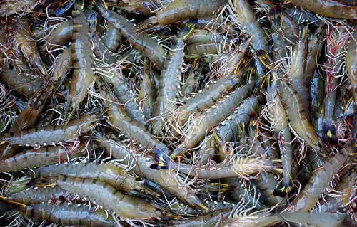 秋季肉羊育肥要抓关键时期和科学管理