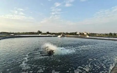 秋季养牛的科学管理与工作安排计划