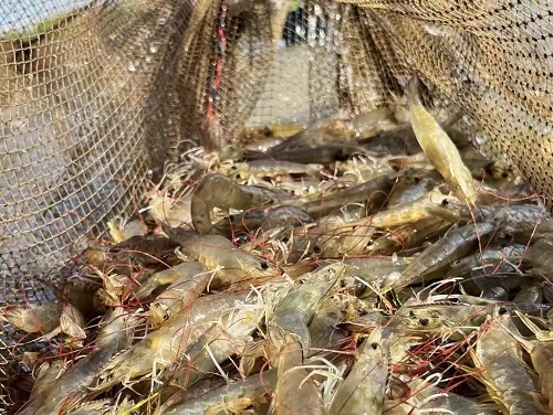 10月份对虾养殖管理要点及注意事项