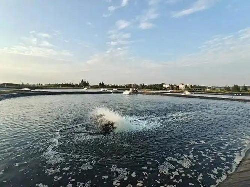 秋季谨防兔螨病，注意饲养环境卫生