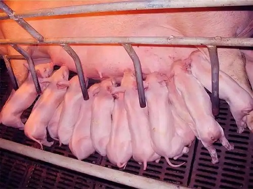 蛐蛐人工饲养繁殖方法与技巧全解析